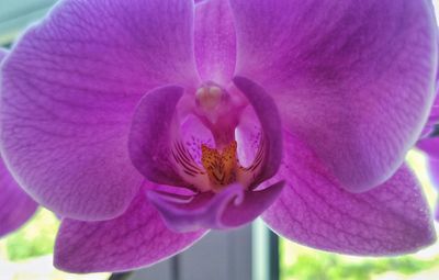 Close-up of pink orchid flower