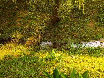 Scenic view of forest