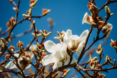 Close-up of white cherry blossoms in spring