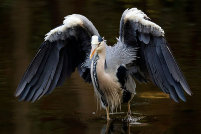 Bird flying over lake