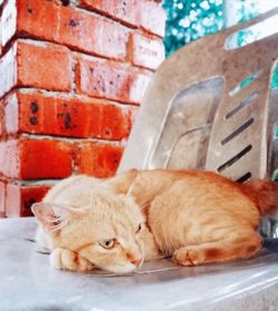 Cat sleeping on wall