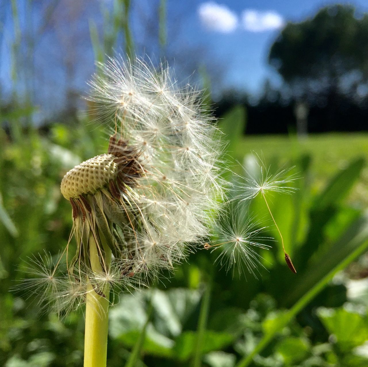 CLOSE-UP OF DANDELION ON PLANT DURING RAINY SEASON