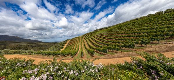 Panoramic view of agricultural field against sky