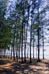 Trees against sky