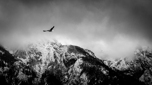 Low angle view of bird flying in sky