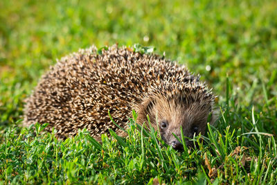 Close-up of an animal on field