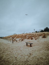 Seagull flying above the beach