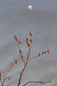 Low angle view of red berries on branch against sky