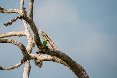 Low angle view of bird perching on tree against sky