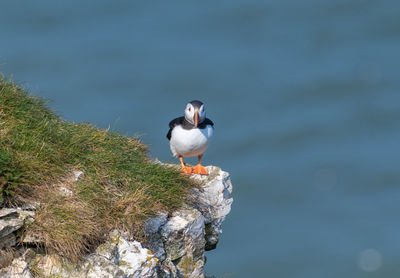 Close-up of bird perching on rock