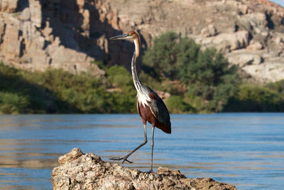 Bird perching on rock by lake