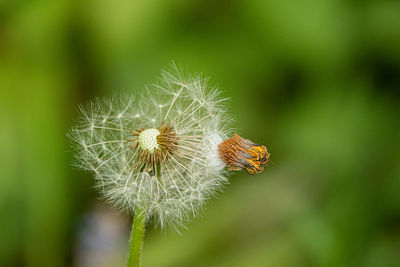 Close-up of wilted dandelion flower