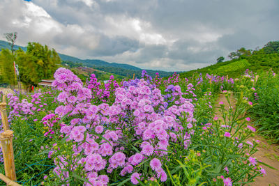 Purple flowering plants on land against sky