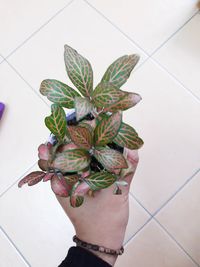 High angle view of person by potted plant on floor