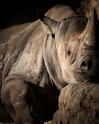 Close-up of rhino 