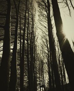 Low angle view of trees in forest