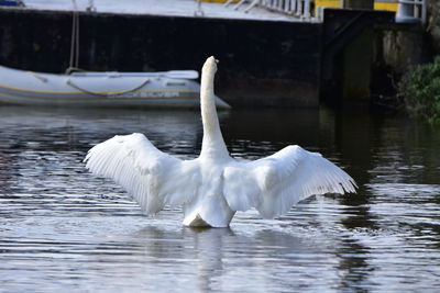 Swans swimming in lake