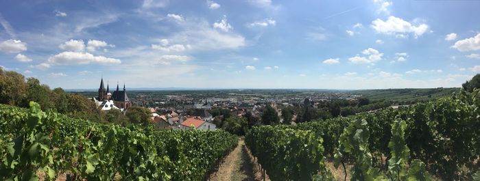 Panoramic view of  vineyard and buildings against sky