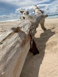 Driftwood on beach