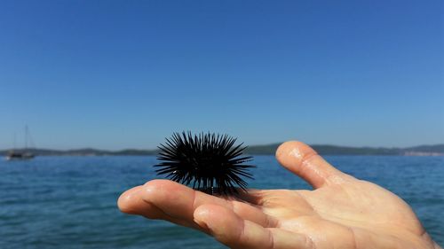 Cropped image of hand holding sea urchin against clear blue sky