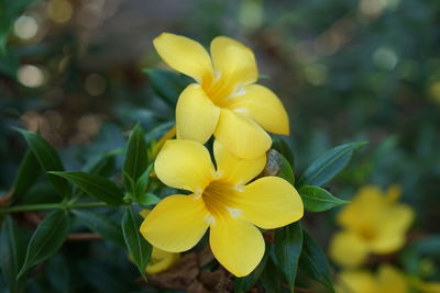 Close-up of yellow flowering plant