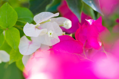 Close-up of pink flowering plant