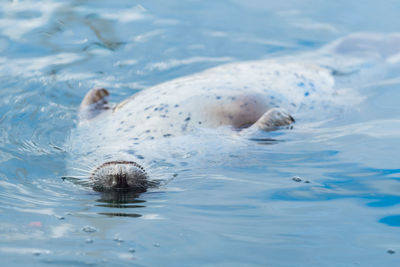 Close-up of seal swimming in sea