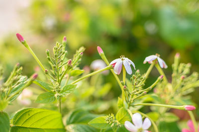 Close-up of flowering plant