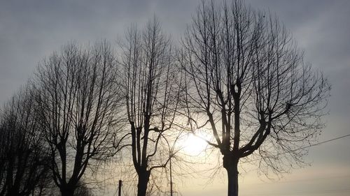 Low angle view of bare trees against sky