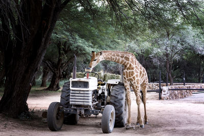 Horse cart on road amidst trees in forest