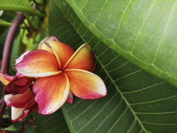 Close-up of flowering plant leaves