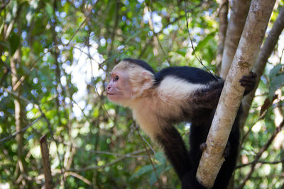 Close-up of monkey on tree in forest