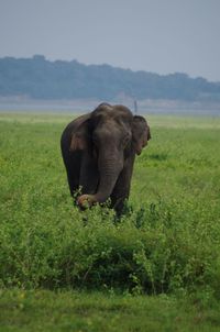 Elephant in a field