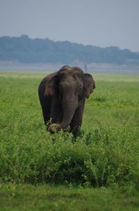 Elephant in a field