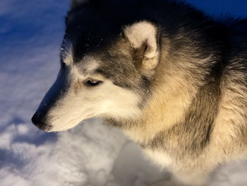 Close-up of dog looking away