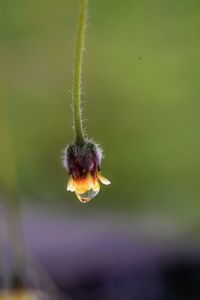 Close-up of bug on flower