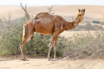 Middle eastern camel in the desert near al ain, uae