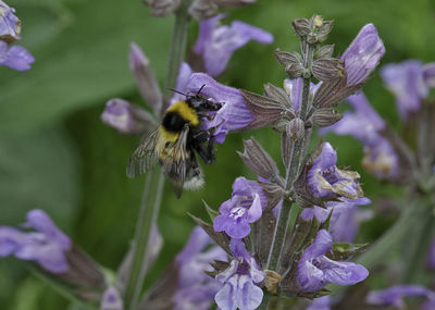 Close-up of bee pollinating on salvia flower