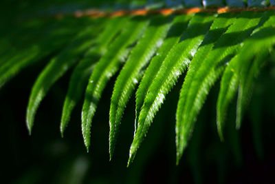 Close-up of leaves