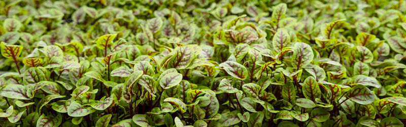 Full frame shot of plants growing on field