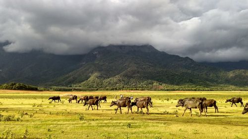 Cows grazing on field against mountains