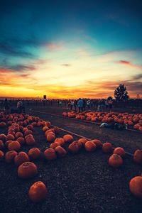 View of pumpkins against sky during sunset