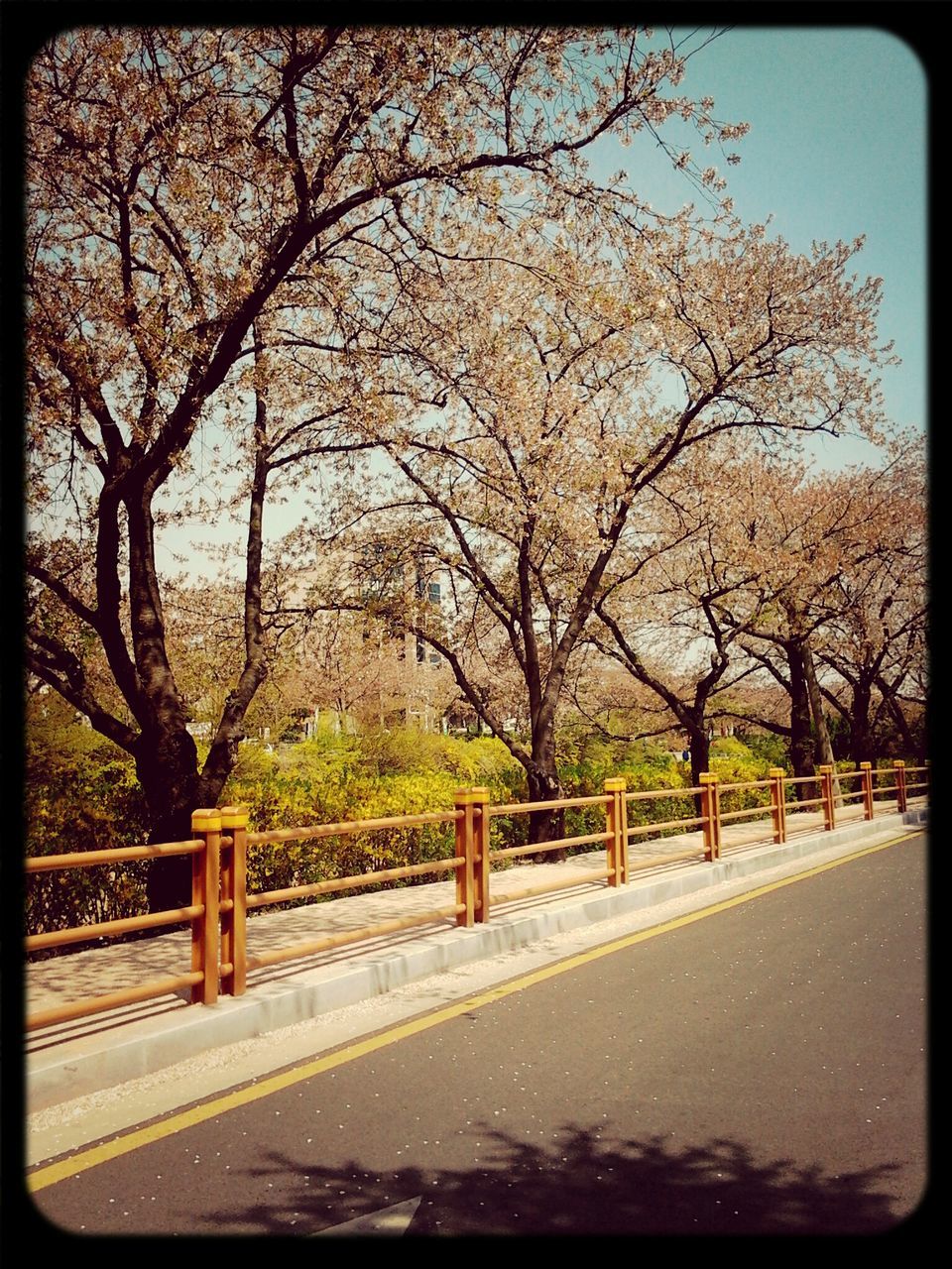 tree, transfer print, branch, auto post production filter, growth, park - man made space, nature, flower, bare tree, beauty in nature, tranquility, park, day, season, railing, outdoors, tranquil scene, blossom, footpath, sky