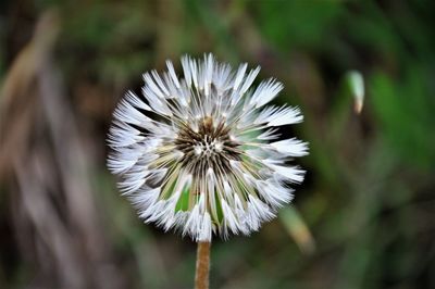 Close-up of white dandelion flower