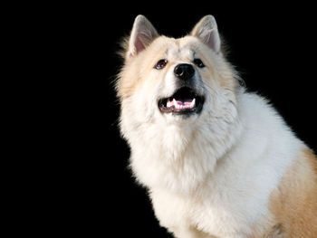 Close-up portrait of a dog over black background