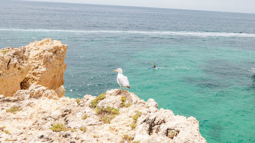 Seagulls on rock