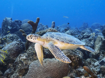 View of turtle swimming in sea