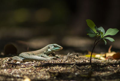 Close-up of lizard on field