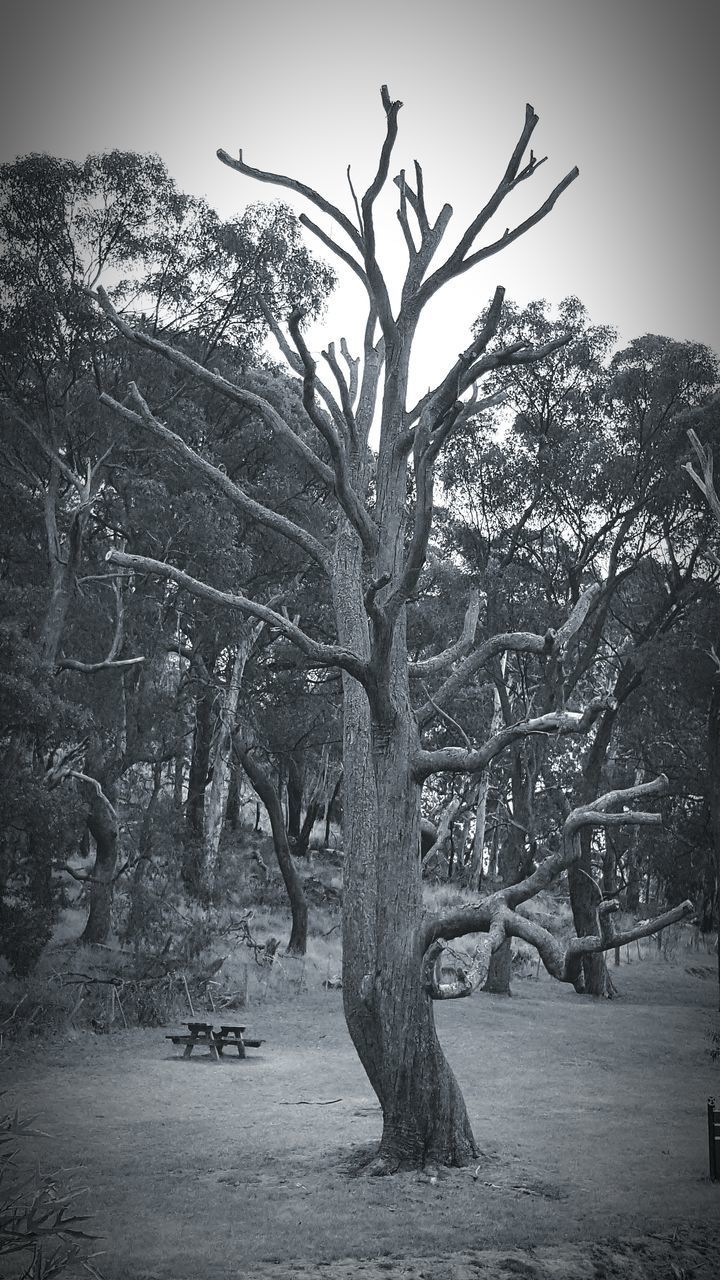 BARE TREE ON FIELD