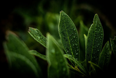 Close-up of wet plant